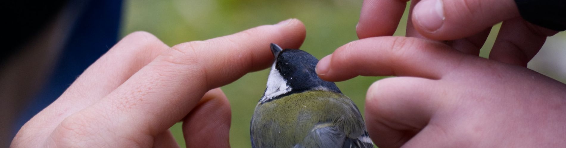 bambini che giocano con uccellino